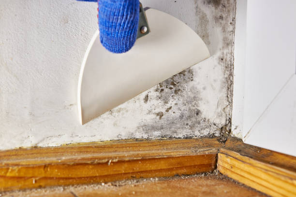 Best Airborne Mold Testing  in Frankfort, IL